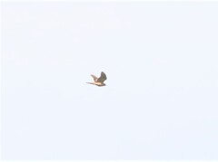 オオタカさん。