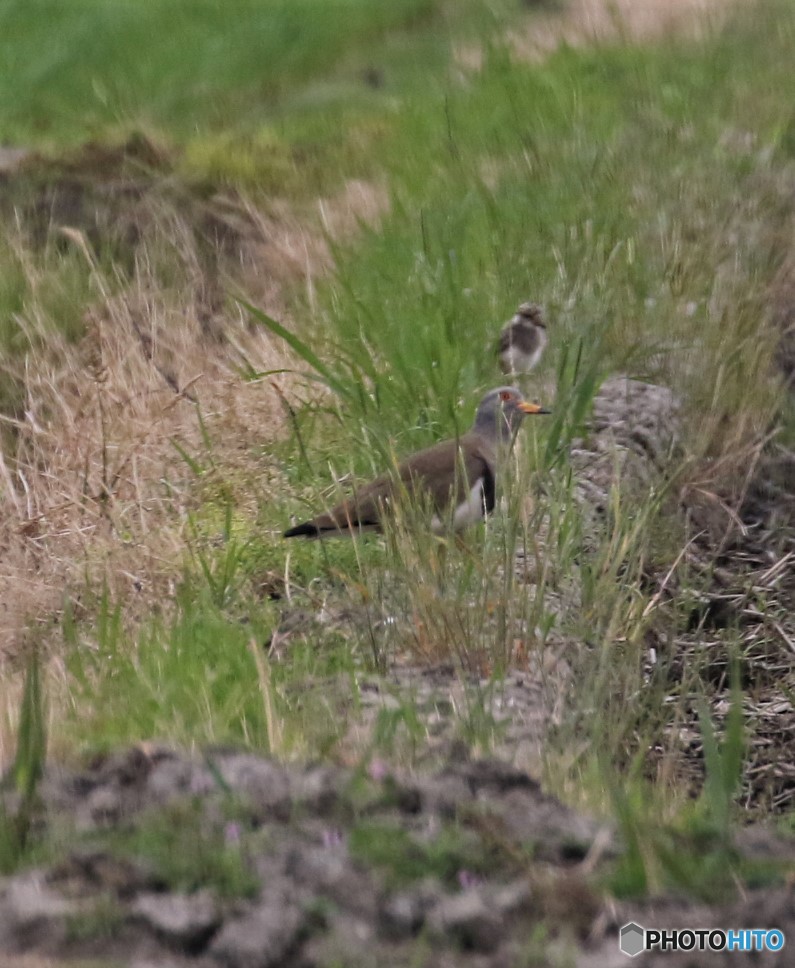 ケリさんの親子。