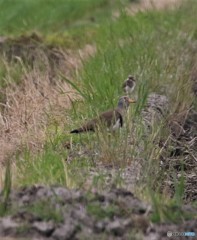 ケリさんの親子。