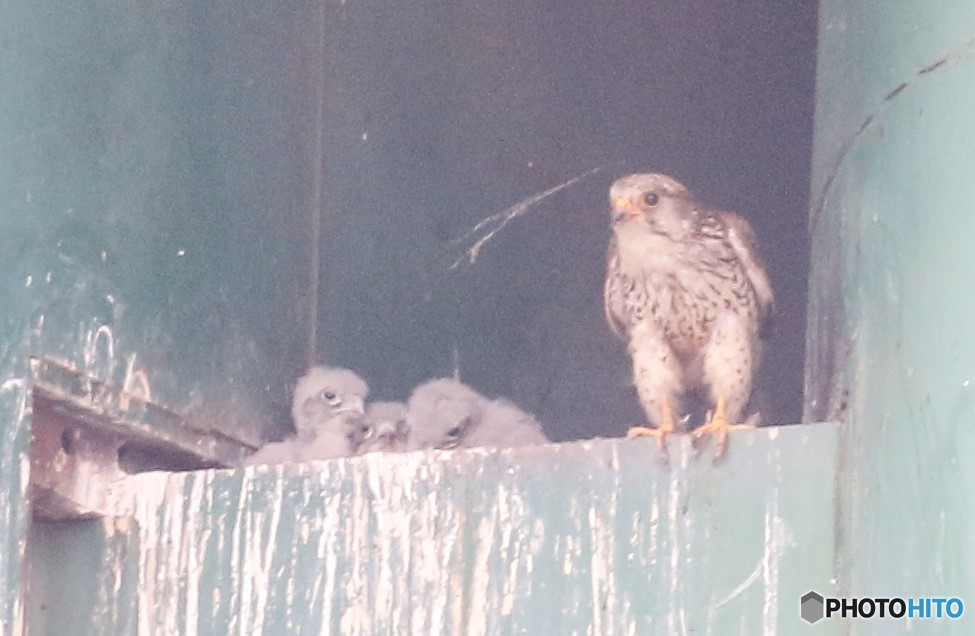 チョウゲンボウのお母さんと３兄弟姉妹。