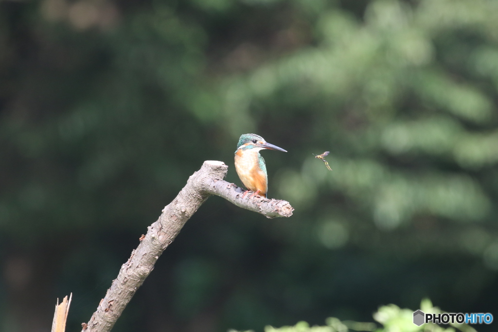 カワセミさんと蜂。