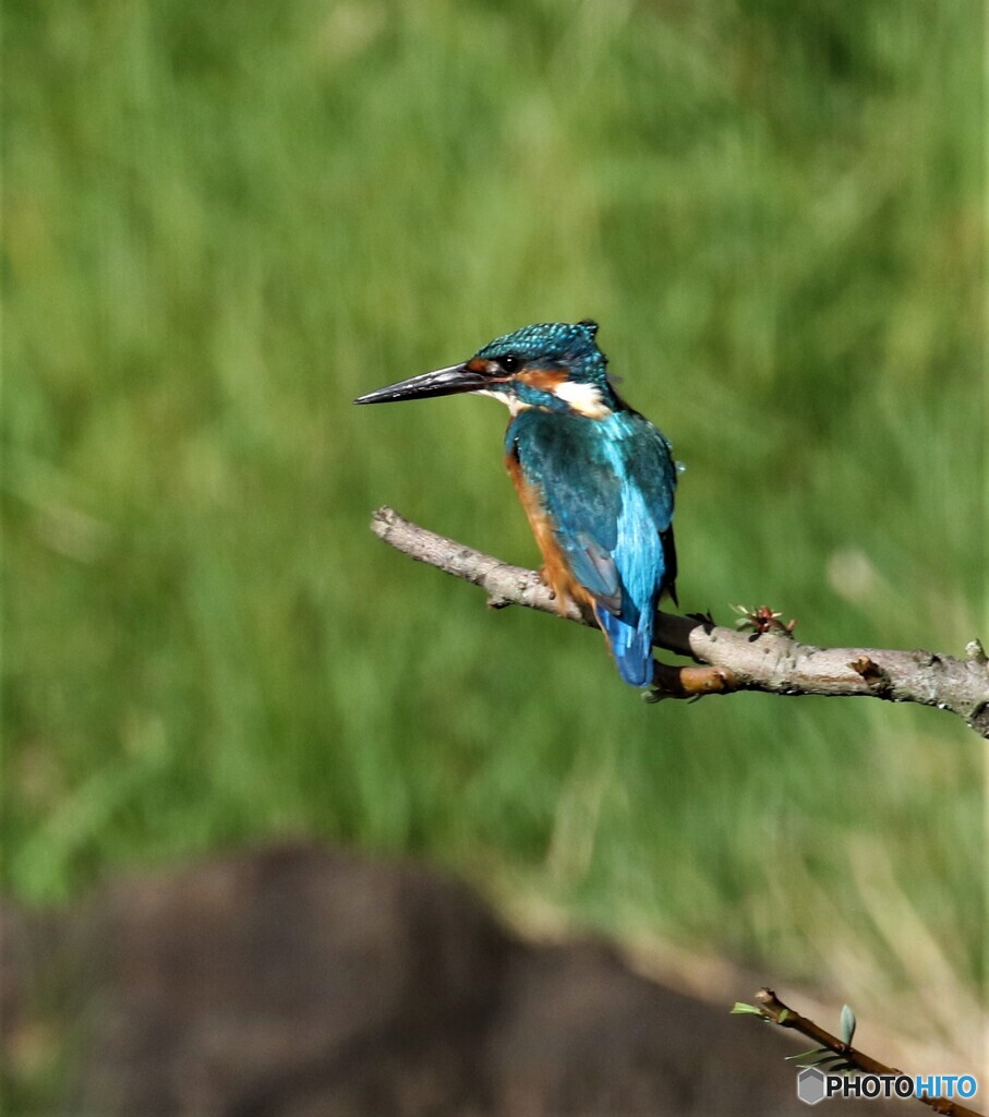 カワセミさん。
