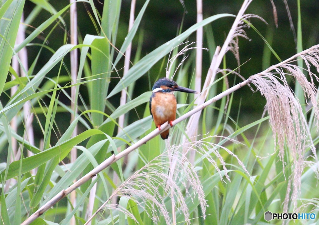 カワセミくん。