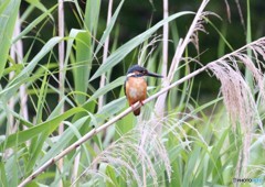 カワセミくん。