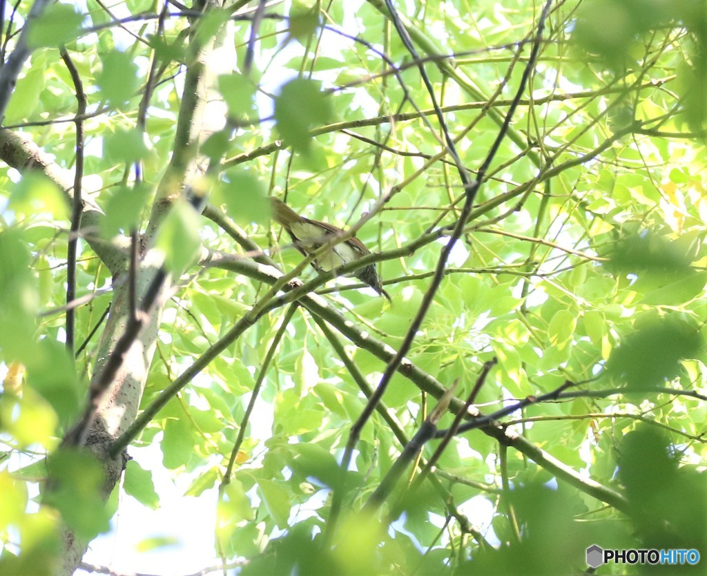 地元の公園で、サンコウチヨウさん。