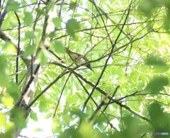 地元の公園で、サンコウチヨウさん。