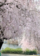 枝垂桜②。