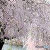 枝垂桜②。