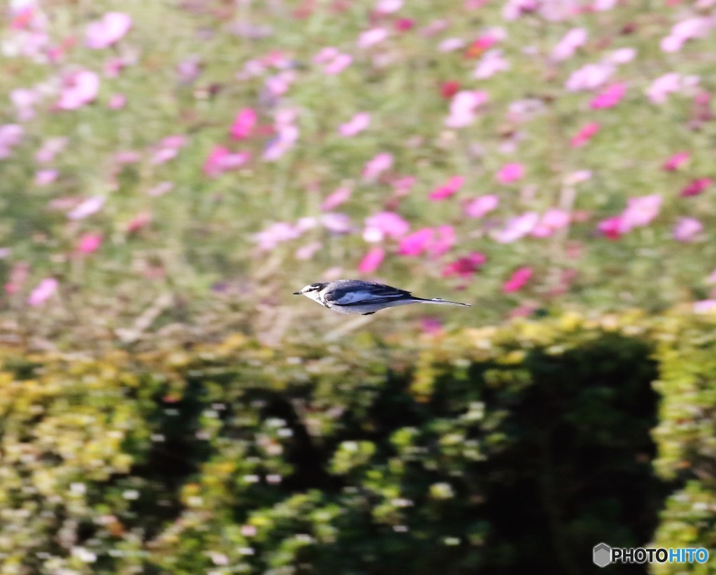 ハクセキレイさんとコスモス。