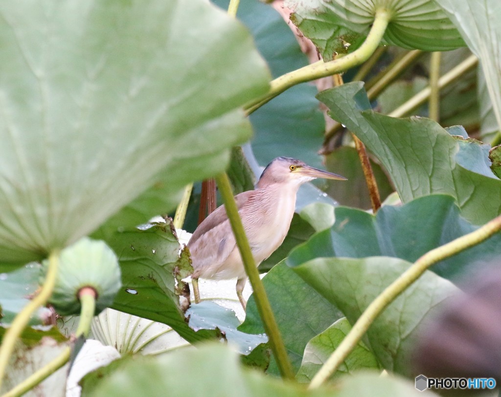 ヨシゴイさん。