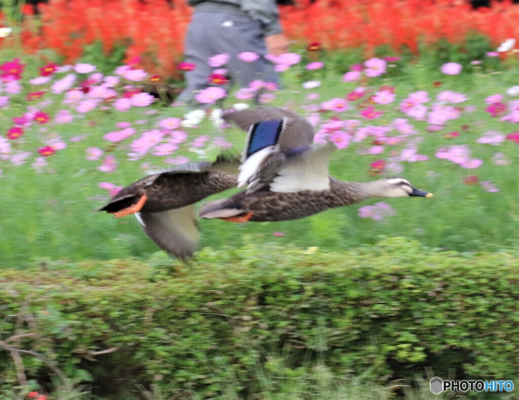 カルガモさん。
