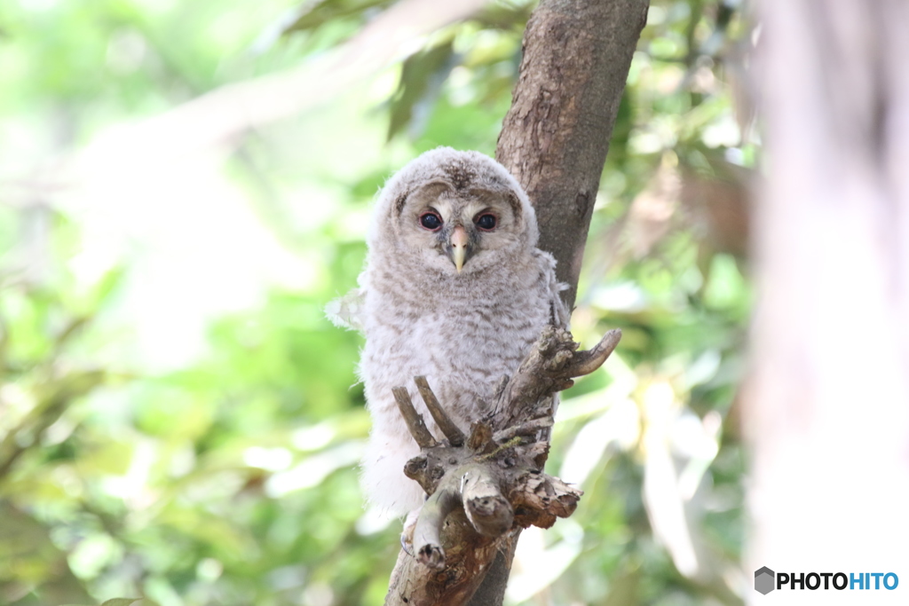 無修正・フクロウのヒナ。
