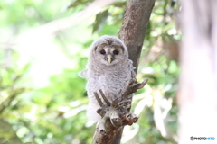 無修正・フクロウのヒナ。