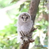 無修正・フクロウのヒナ。