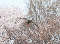 さくら