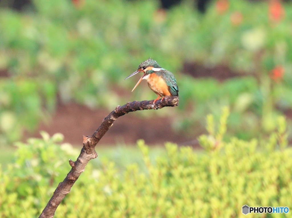 サルビアが、待たれます。