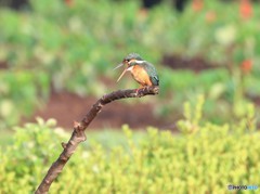サルビアが、待たれます。