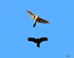 オオタカさんの若とハシブトガラスさん。