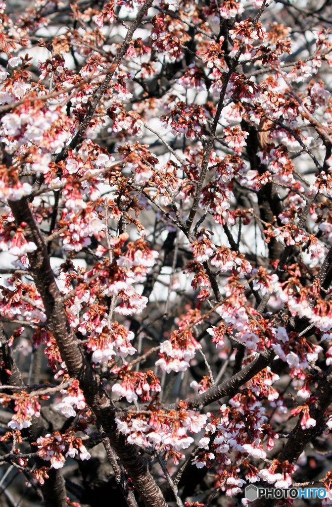 さいたま市内・河津桜が見ごろに