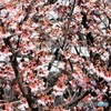 さいたま市内・河津桜が見ごろに