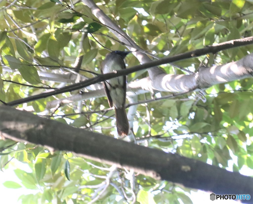 地元の公園で、サンコウチヨウさん。
