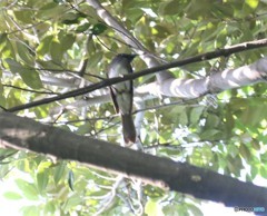 地元の公園で、サンコウチヨウさん。