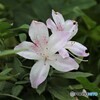 ツツジの花。