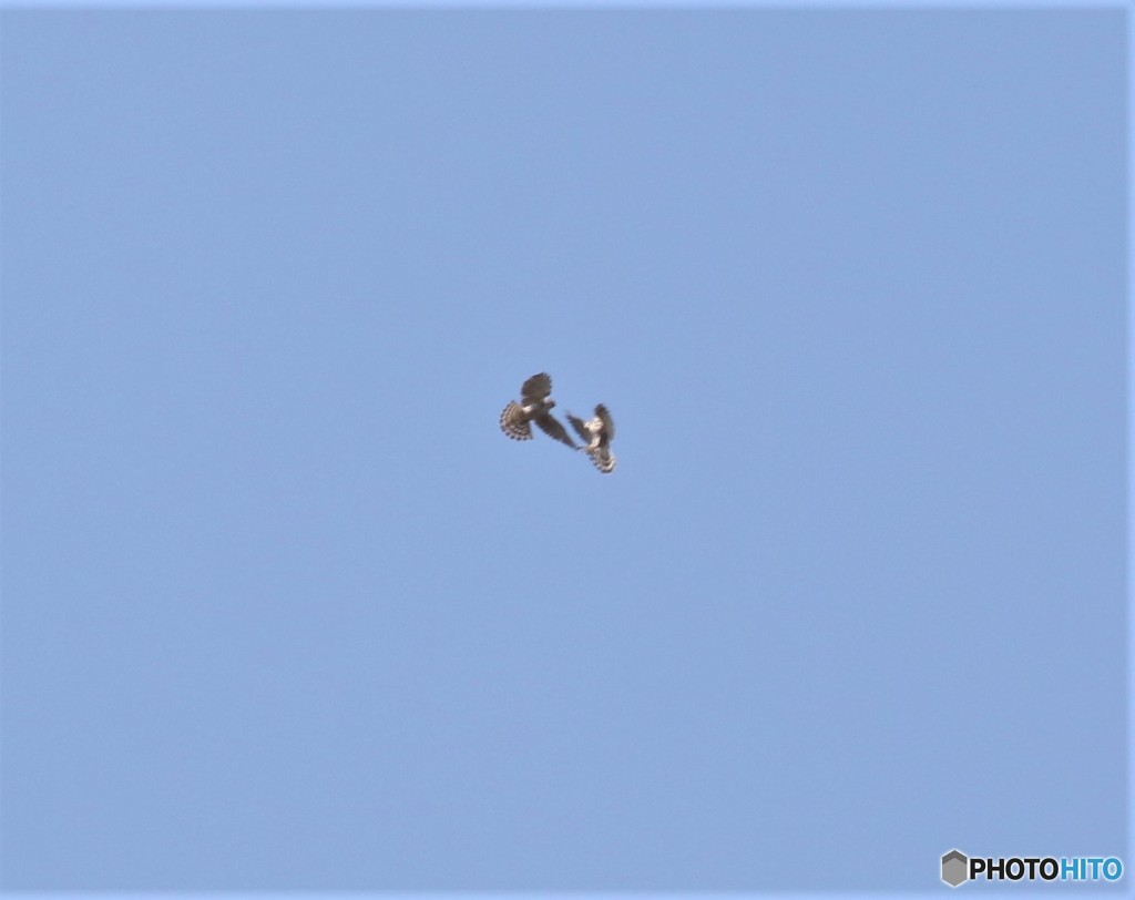 ２羽のハイタカさん。