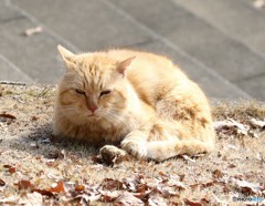 公園のネコさん。