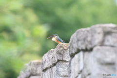 無修正・ノートリ。