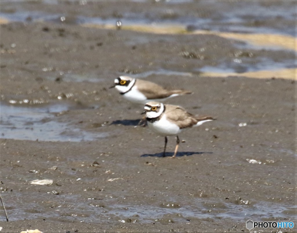 コチドリさん。