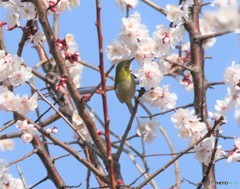 白梅にメジロさん。
