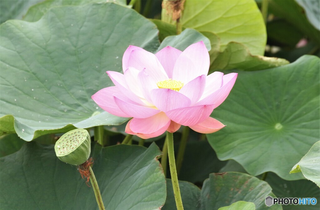 ハスの花・ピンク色