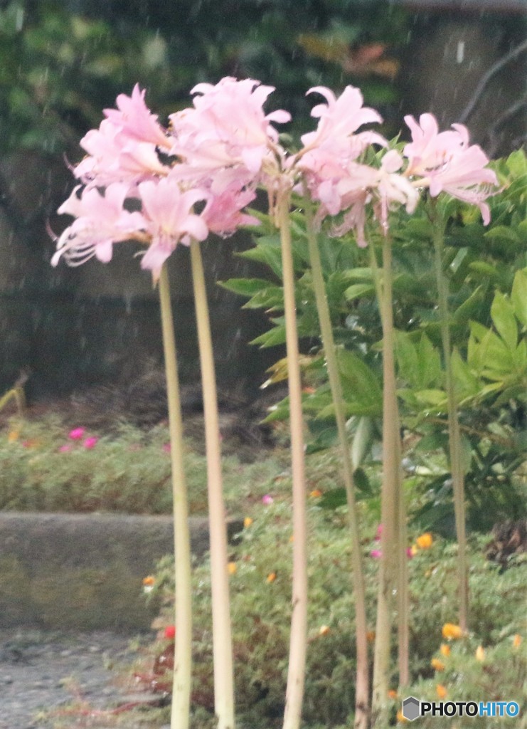 花。