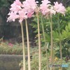 花。