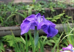 花菖蒲。