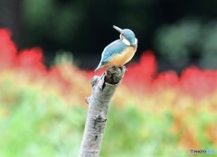 カワセミさん。