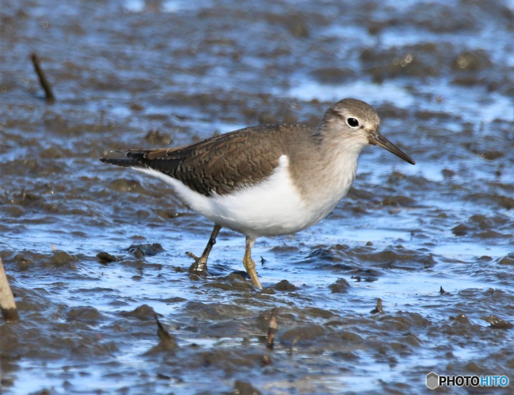 イソシギさん。
