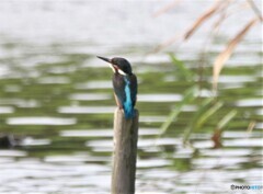 カワセミさん。