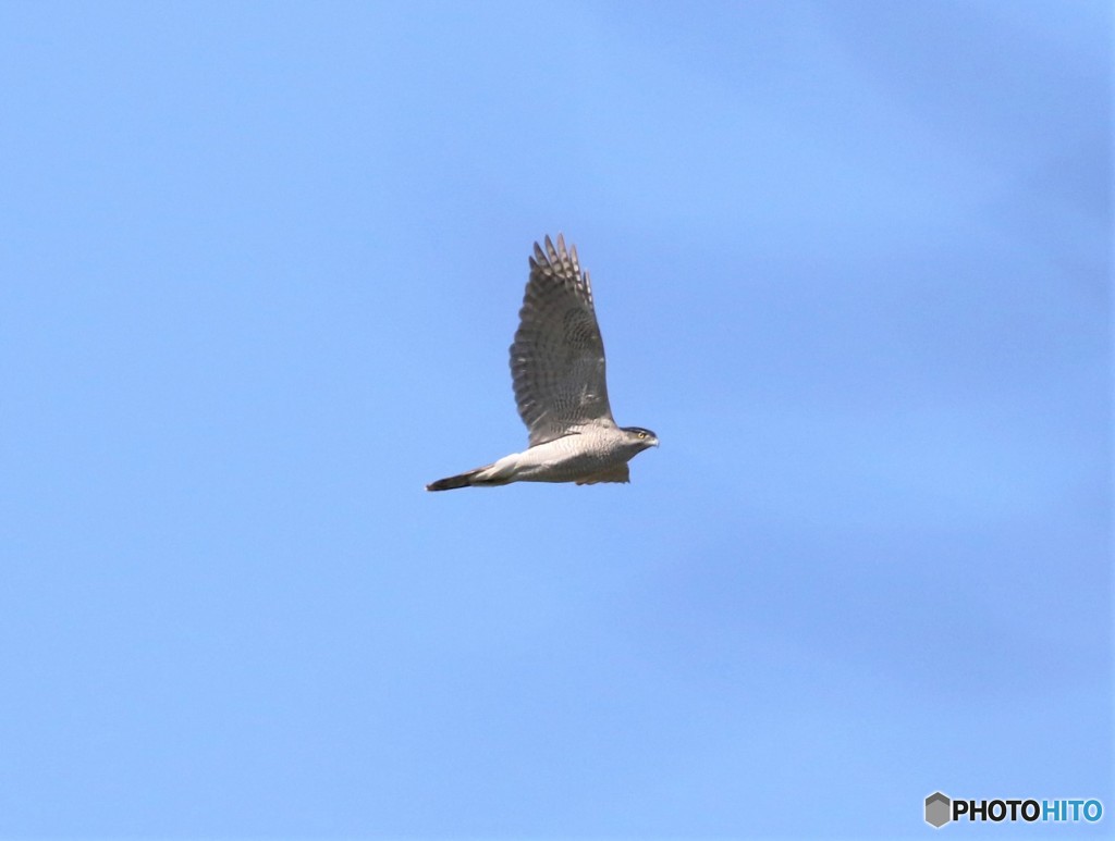 オオタカさん。