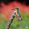 カワセミさん。
