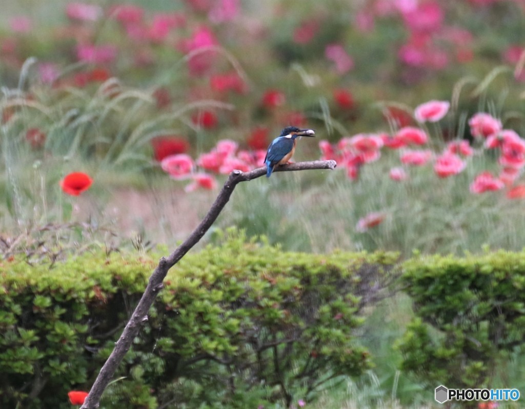 カワセミさん。