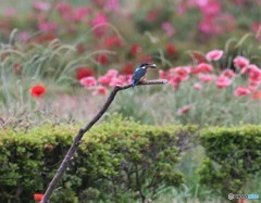 カワセミさん。
