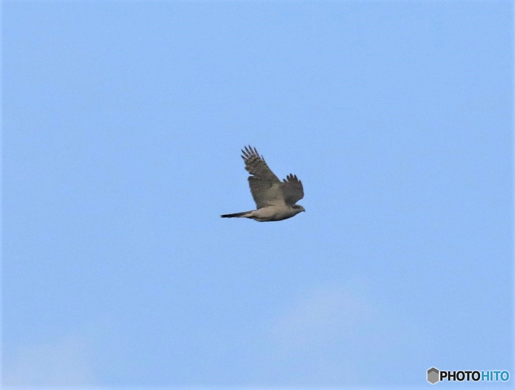 オオタカさん。