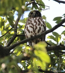 アオバズクのお母さん。