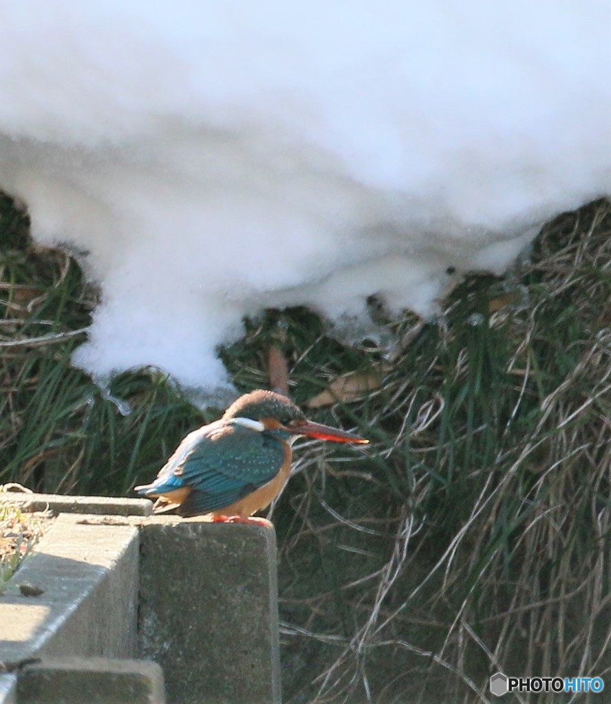 公園の野鳥さん。