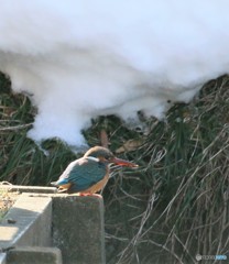 公園の野鳥さん。