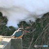 公園の野鳥さん。