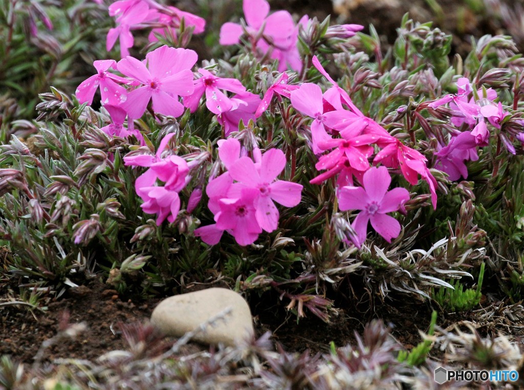 芝桜。