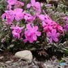 芝桜。